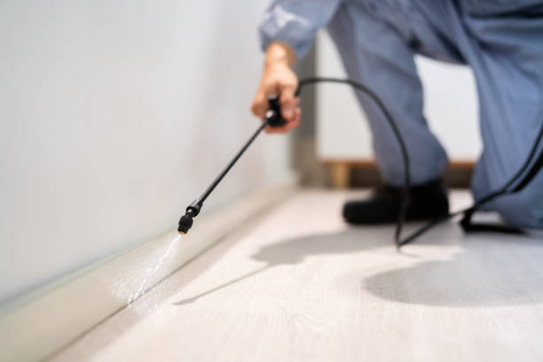 Licensed Wasp Removal service in Rainbow Park, FL - Show Me Pest Control